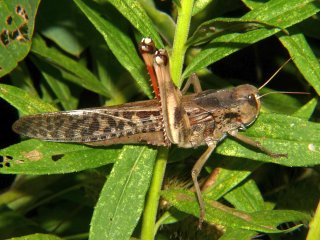 Locusta migratoria