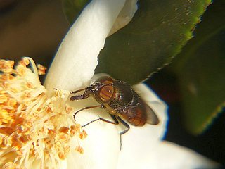 Stomorhina obsoleta