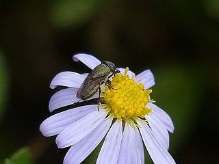 Stomorhina obsoleta