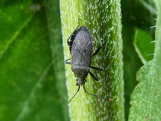 Hygia opaca