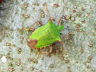 Pentatoma japonica