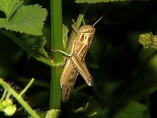 Patanga japonica