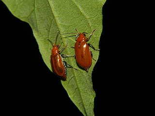 Aulacophora indica