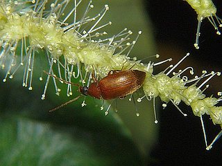 Allecula simiola