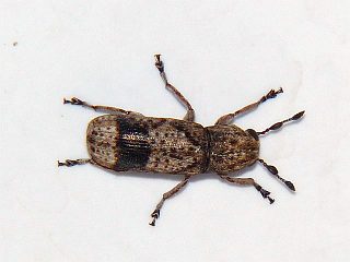 Ozotomerus japonicus