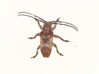 Pterolophia annulata