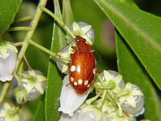 Lebidia octoguttata