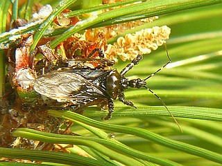 Velinus nodipes
