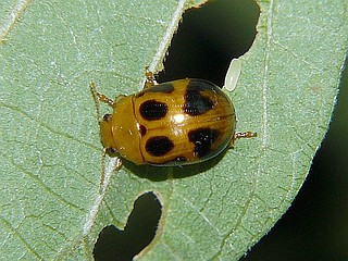 Gonioctena nigroplagiata