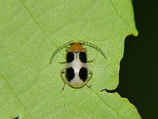 Paridae quadriplagiata