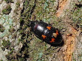 Librodor japonicus