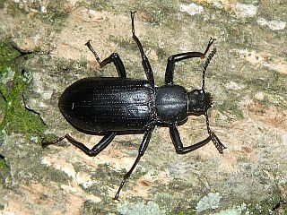 Promethis valgipes