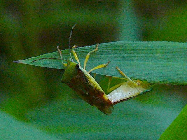 ベニモンツノカメムシ