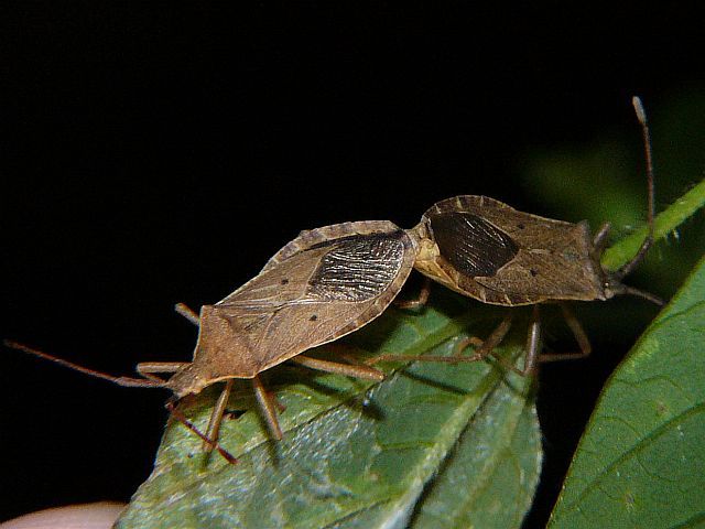 ホシハラビロヘリカメムシ