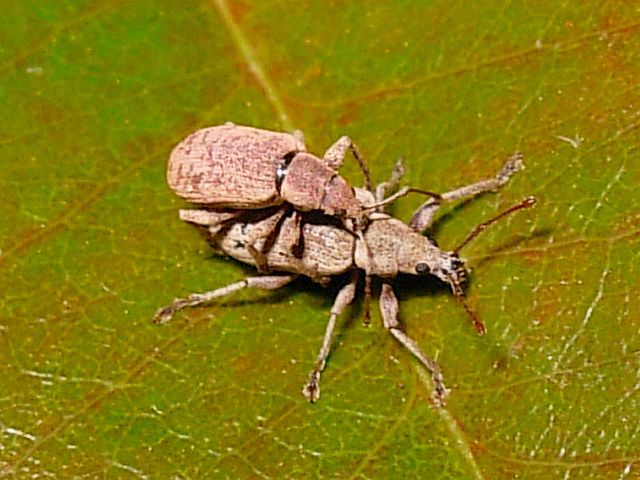 クチブトゾウムシ