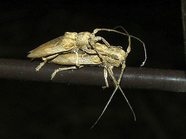 ハイイロヤハズカミキリ