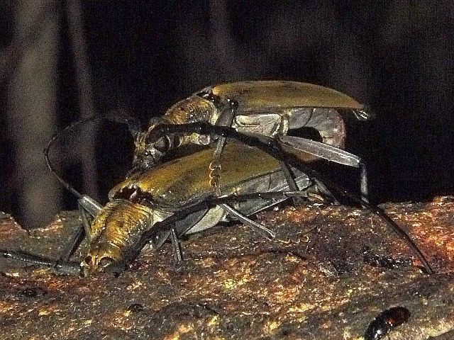 ミヤマカミキリ