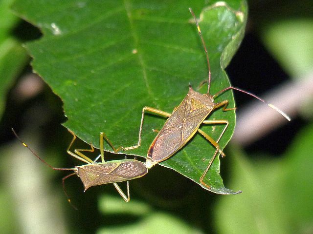 ミナミトゲヘリカメムシ