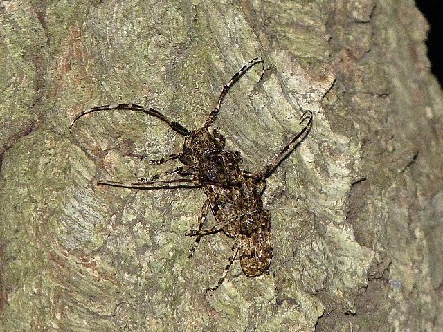 ナガゴマフカミキリ