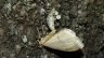 insect-image