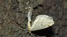 insect-image