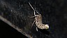 insect-image