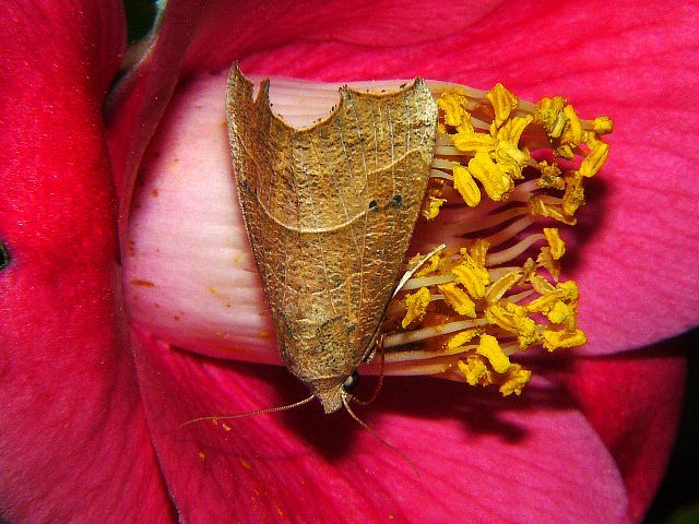 アカキリバ