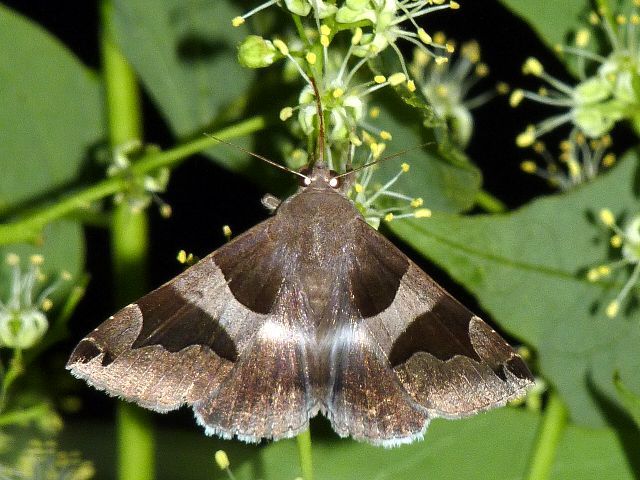 アシブトクチバ