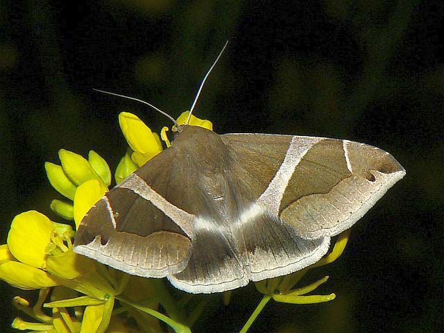 ホソオビアシブトクチバ