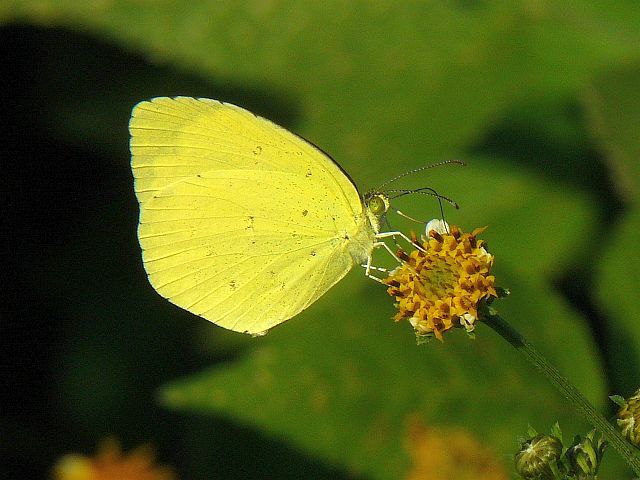 キタキチョウ