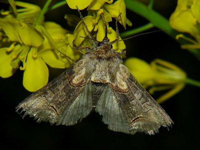 Abrostola sp.