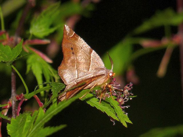 モミジツマキリエダシャク