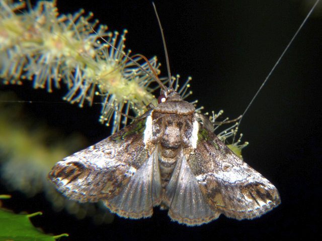 リュウキュウキノカワガ