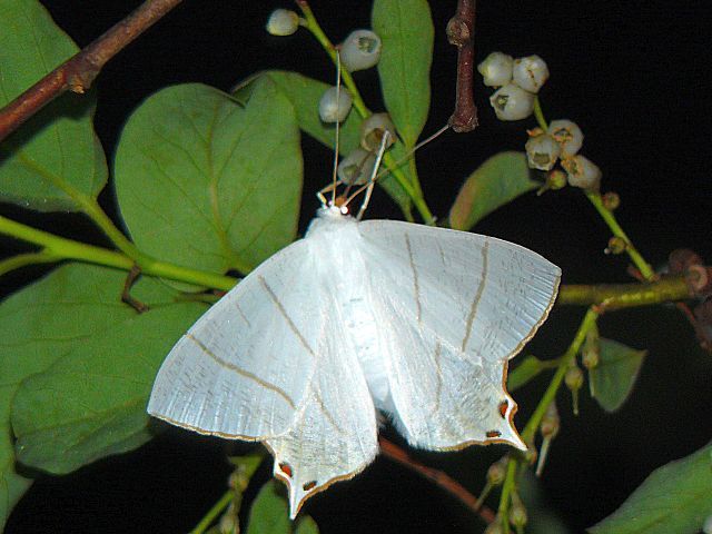 ウスキツバメエダシャク