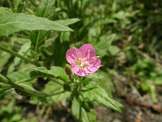 Oenothera rosea
