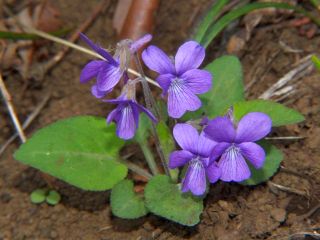 Viola phalacrocarpa