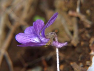 Viola phalacrocarpa