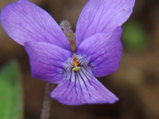 Viola phalacrocarpa