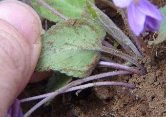 Viola phalacrocarpa