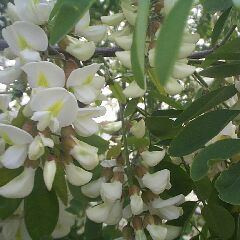Robinia pseudo-acacia