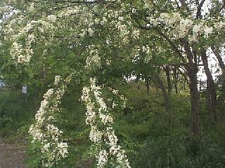Robinia pseudo-acacia