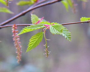 Carpinus laxiflora