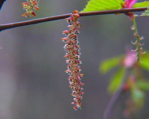 Carpinus laxiflora
