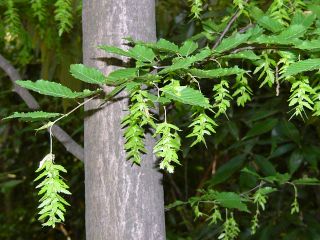 Carpinus laxiflora