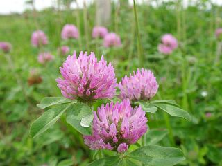 Trifolium pratense