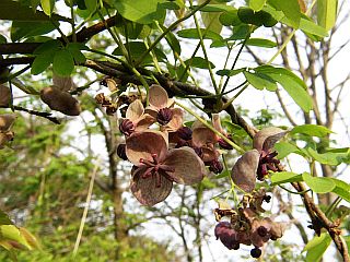Akebia quinata
