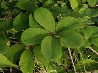 Akebia quinata