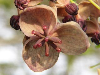 Akebia quinata