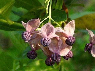 Akebia quinata