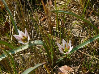 Amana edulis 